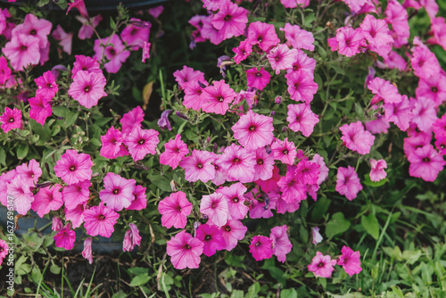 Wallpaper Mural Vibrant pink flowers bloom in a garden during the sunny afternoon Torontodigital.ca