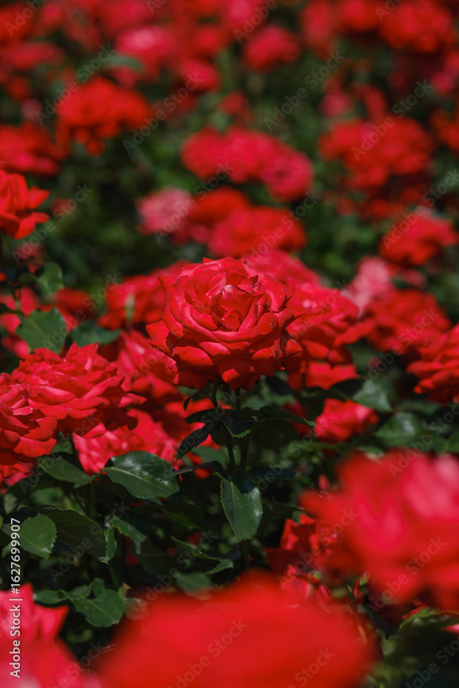 Fototapeta premium Vibrant red roses blooming beautifully in a lush garden during summer