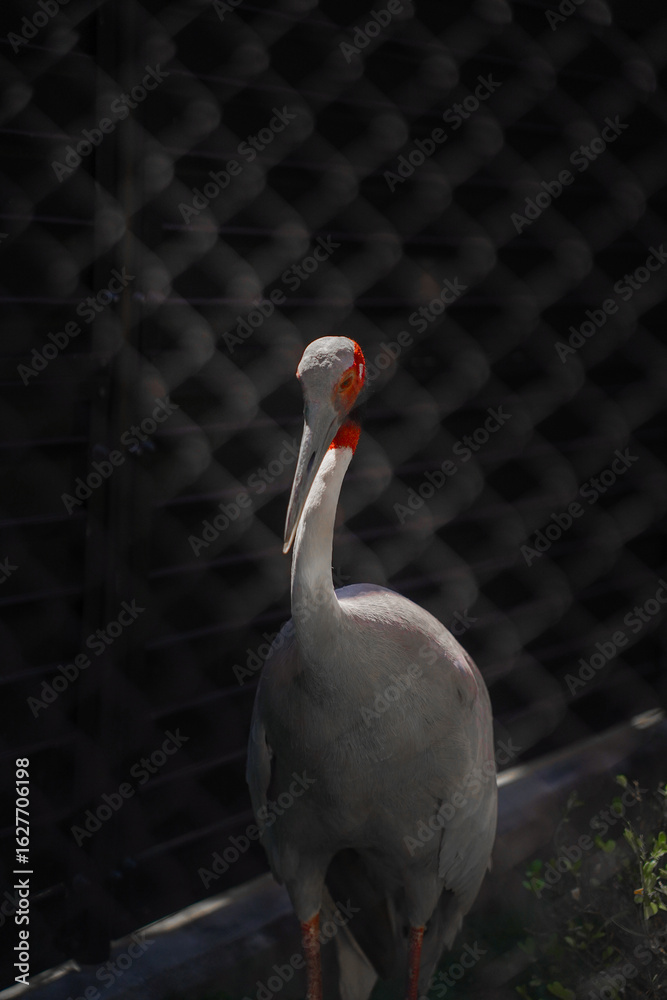 Obraz premium Detailed close-up shot of a crane, capturing its sharp beak, graceful feathers, and elegant profile in natural light.