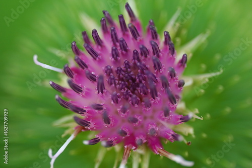 アザミの花