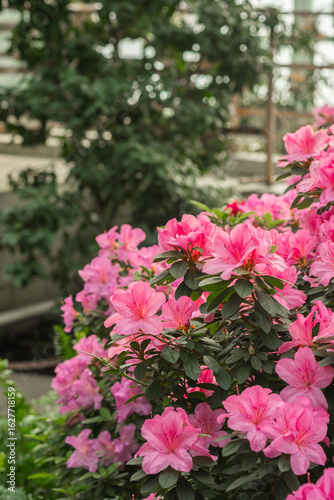 Pink azalea flowers in bloom