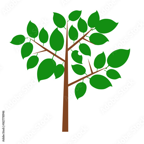 Deciduous Tree