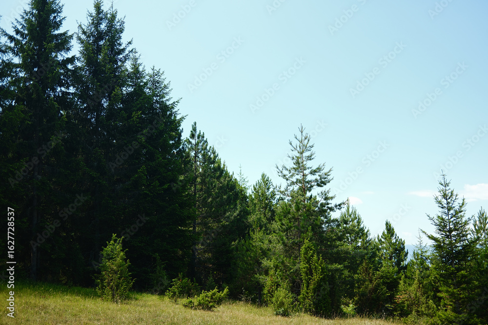 Fototapeta premium Open meadow with scattered trees and distant mountain views in Tara National Park, Serbia.