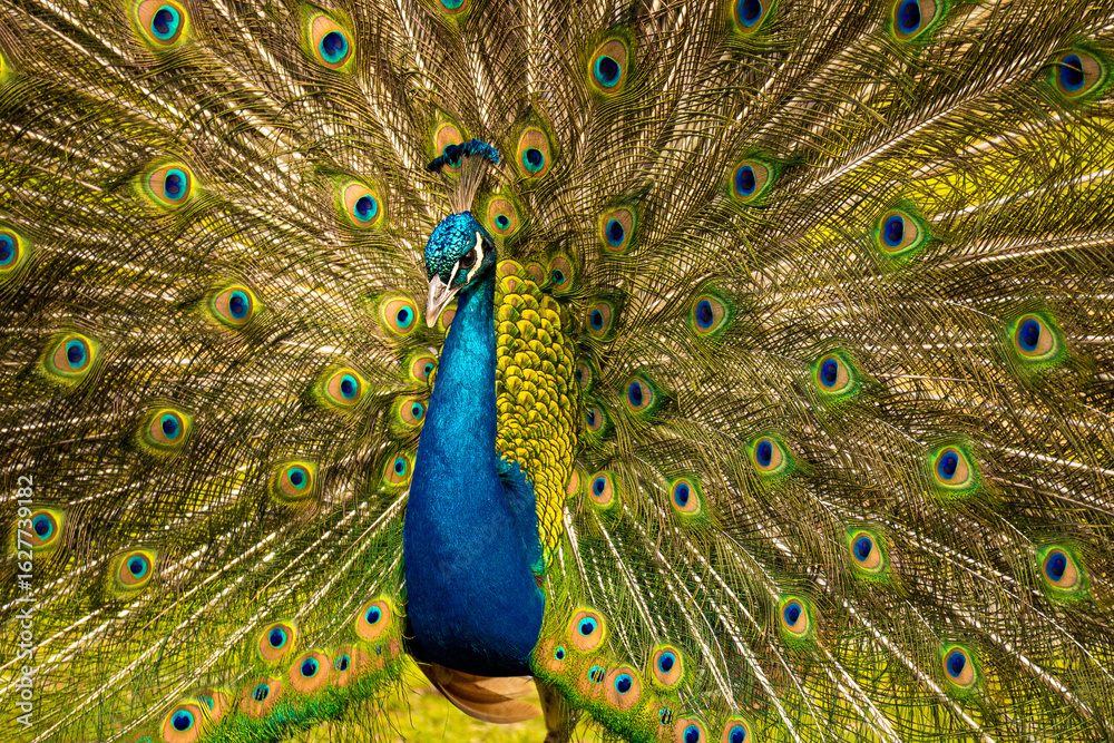 Obraz premium Peacock spreading its vibrant feathers in full display, showcasing vivid natural beauty.