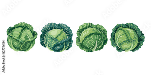 Harvesting Fresh Green Cabbage, Organic Farm, Vegetables, Illustration, Natural Environment, Close-up Perspective