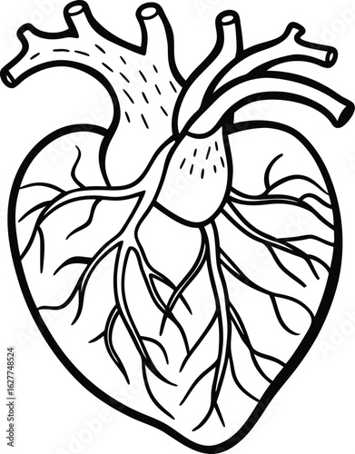 circulatory system diagram   includes the heart
