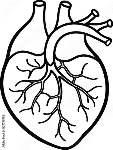 circulatory system diagram   includes the heart 