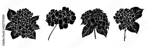 Vector set of hydrangea flower silhouettes in black, isolated on transparent background. Elegant botanical elements perfect for minimal floral designs, prints, and decorative compositions
