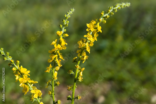 Kleiner Odermennig (Agrimonia eupatoria) begegnet auf der Schwäbischen Alb
