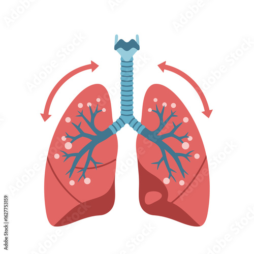 Lungs diagram with arrows illustrating airflow in respiration  