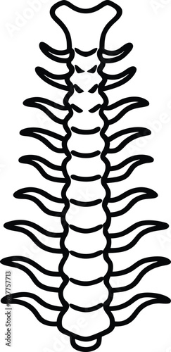 human spine.eps