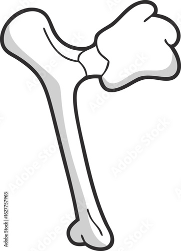 humerus