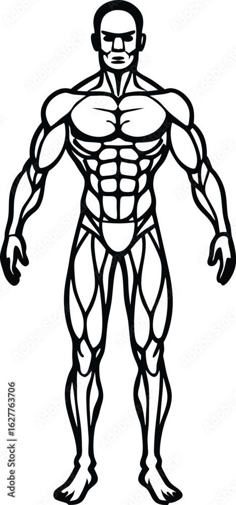 Fototapeta premium muscular system diagram