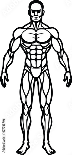 muscular system diagram