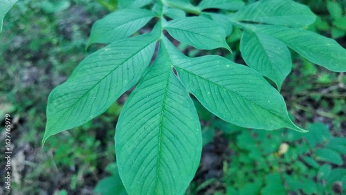 Close-up image of lush green pinnate leaves in a tropical forest. The texture and vein details are clearly visible, representing nature, botany, and plant structure.