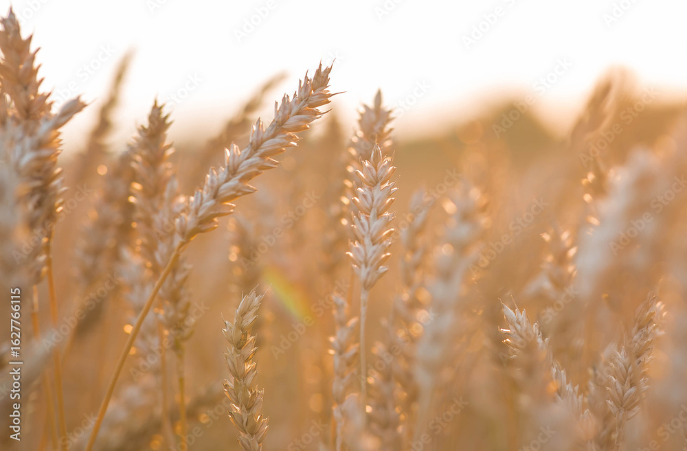 Fototapeta premium Golden wheat ears against the backdrop of the setting sun. Close-up of an agricultural plant. Concept of planting and harvesting a bountiful harvest. Rural landscape.