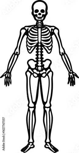 skeletal system diagram   shows all bones