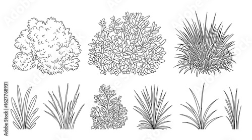 Botanical illustration of various plants and grasses bush foliage