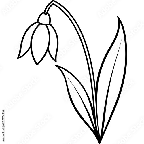 Elegant line drawing of a single snowdrop flower with two leaves