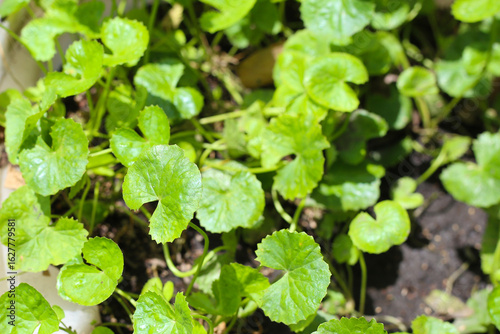 Wallpaper Mural Fresh green Gotu Kola leaves growing in a plastic container under sunlight. Torontodigital.ca