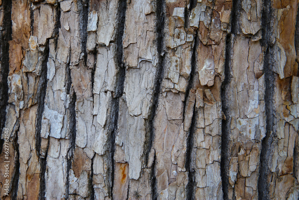 Obraz premium Rough tree bark with deep cracks and natural textures.