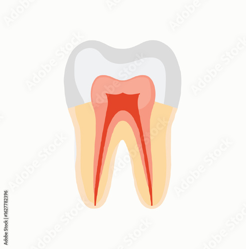 Illustration of a cross-section of a tooth showing internal layers and pulp against a white background