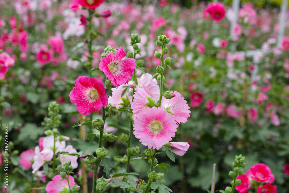 Fototapeta premium Colorful hollyhock flowers blooming in a vibrant garden.