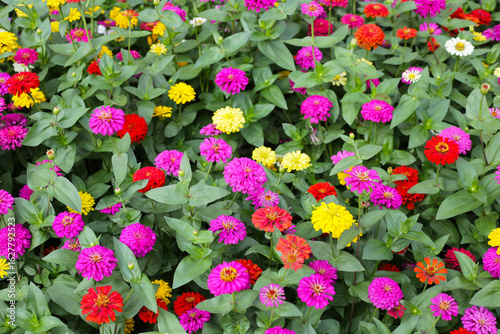 A vibrant zinnia garden in full bloom