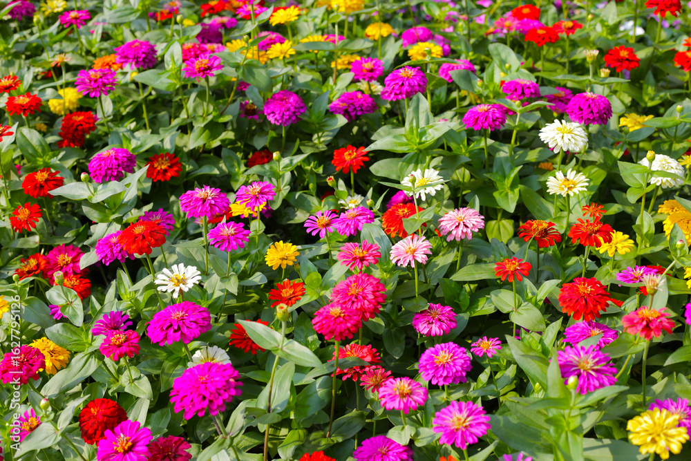 Fototapeta premium Colorful zinnias flourishing in a lush garden