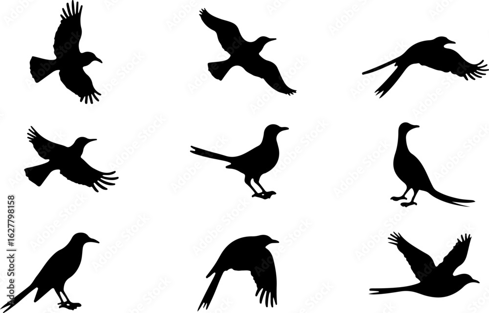 Obraz premium Flying Bird Silhouette Pack vector bundle