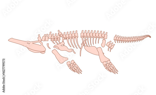 illustration of a plesiosaur skeleton a long necked marine reptile white background fossilized bones aquatic nature