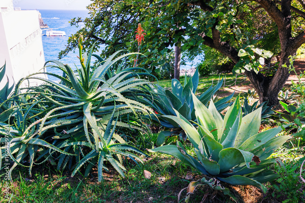 Fototapeta premium Large flowering aloe vera and agave bushes in a city park on a tropical island. Vegetation on Madeira Island, Portugal.