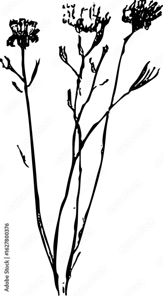 Obraz premium Wild Flower Vector Graphic