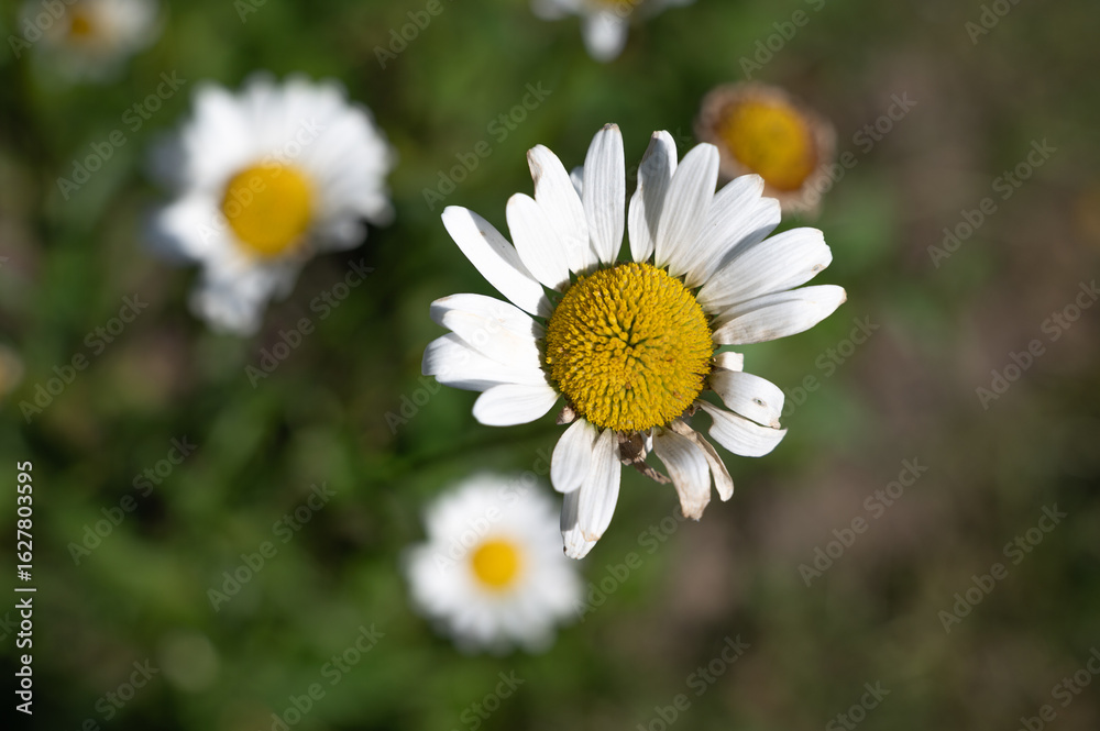 Obraz premium A Beautiful Wildflower Daisy Found in Its Natural and Stunning Setting, Surrounded by Beauty