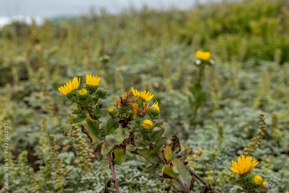 Obraz premium Moss Beach / Spanish Bay Beach, 17-Mile Drive is a scenic road through Pebble Beach and Pacific Grove on the Monterey Peninsula in California. Grindelia stricta is a species of flowering plant