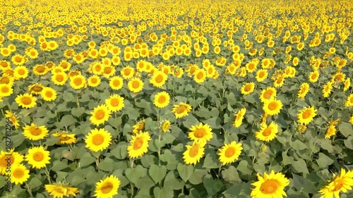 Sunlit Sunflower Paradise in Summer