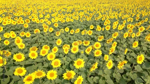 Radiant Sunflower Fields in Midsummer Slow Pitch Forward