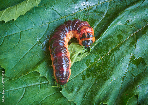 Goat moth on green burdock leaf close up in the garden