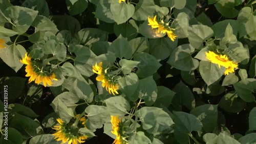 Sunflower Haven in Mid-Summer Glow Top Down View