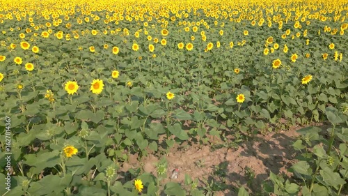 Vibrant Sunflower Field Drone Aerial View
