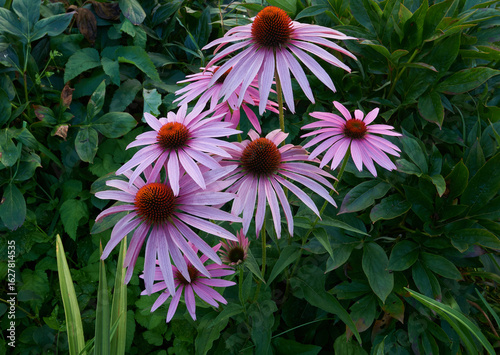 Coneflower  on dark green leaves background in the garden