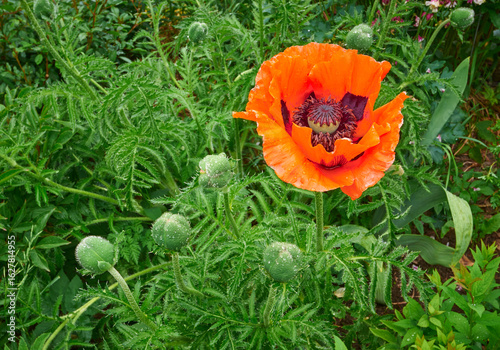 Deep red poppy during flowering on green background	