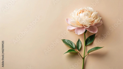 Beige Background with Peony Flower – Elegant, Floral, Minimal, Nature, Soft, Delicate, Bloom, Beauty, Pastel, Petals