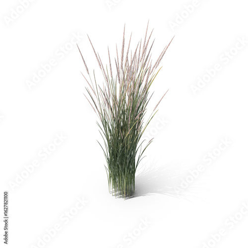 Tall Wild Grass Plant Isolated on Transparent Background