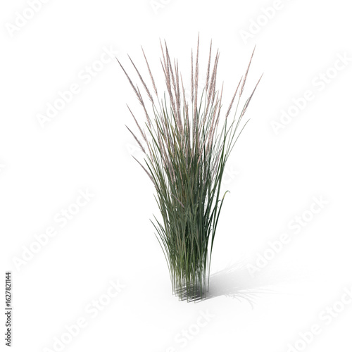 Tall Wild Grass Plant Isolated on Transparent Background