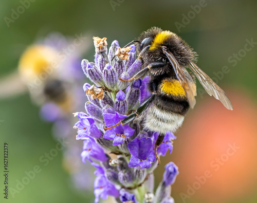 Close-up view of a garden bumblebee on a Lavender Flower
