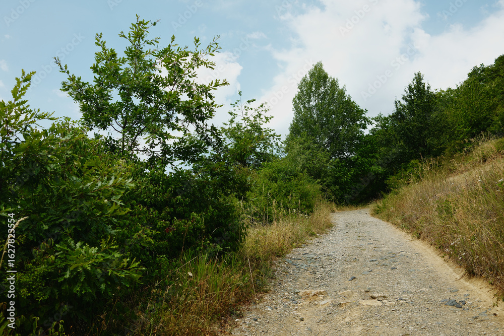 Dirt hiking trail winding through a green forest on a summer day in Mokra Gora, Serbia. Dirt hiking trail winding through a green forest on a summer day in Mokra Gora, Serbia.
