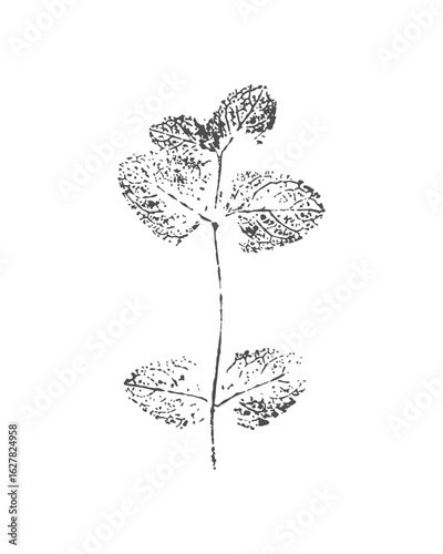 Mint imprint, stamp, silhouette, twig with leaves on white background.