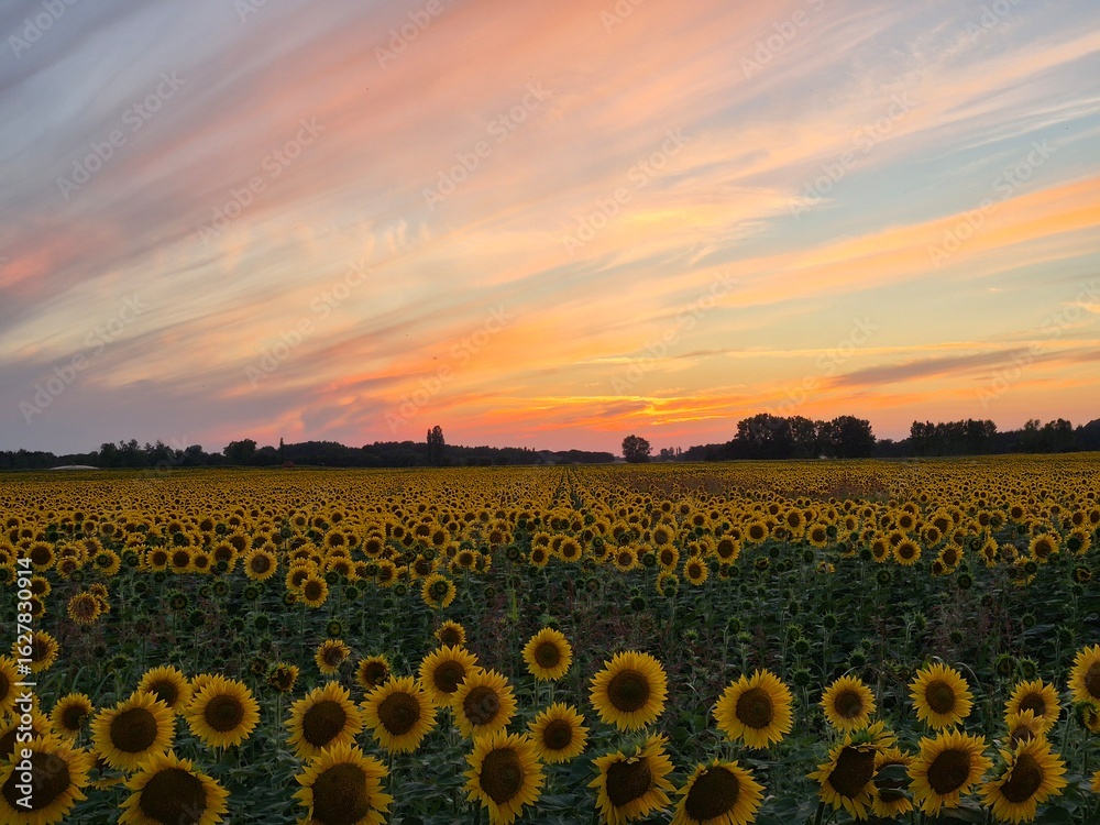 Fototapeta premium sunflower field at sunset