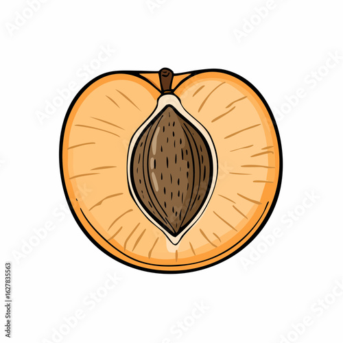 Vibrant Apricot Slice Illustration: A Detailed Look at its Color and Texture